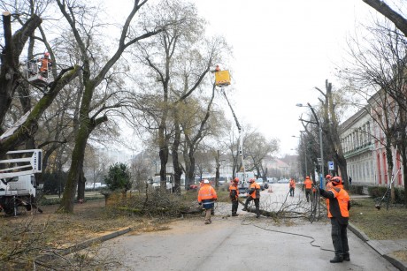 Vegetációs időn kívül végzik a közterületen lévő fák ifjító metszését Székesfehérváron